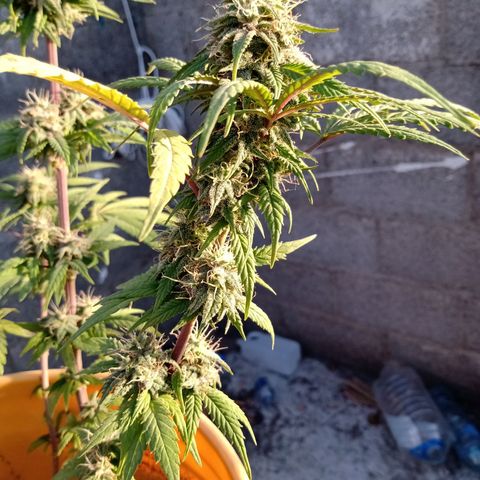 MK 1 growlog timeline photo