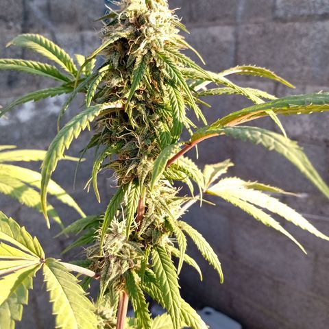 MK 1 growlog timeline photo