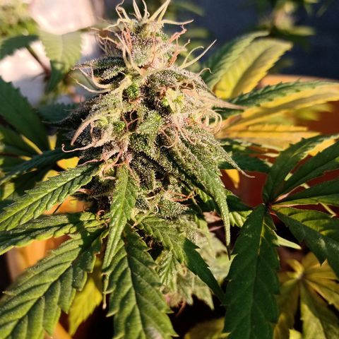 MK 1 growlog timeline photo