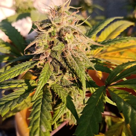 MK 1 growlog timeline photo