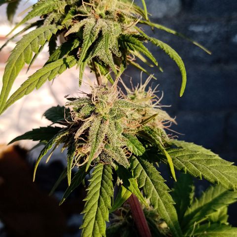 MK 1 growlog timeline photo