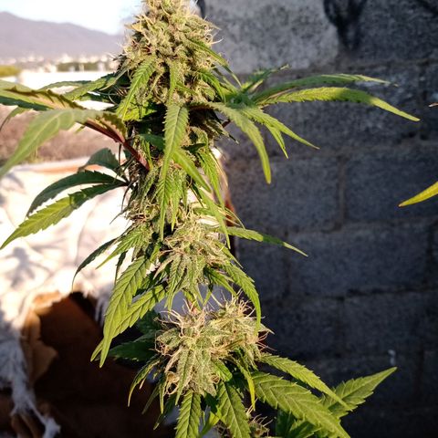 MK 1 growlog timeline photo