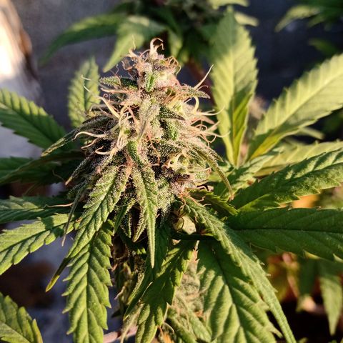 MK 1 growlog timeline photo