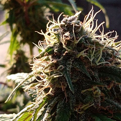 MK 1 growlog timeline photo