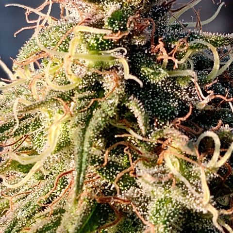 MK 1 growlog timeline photo