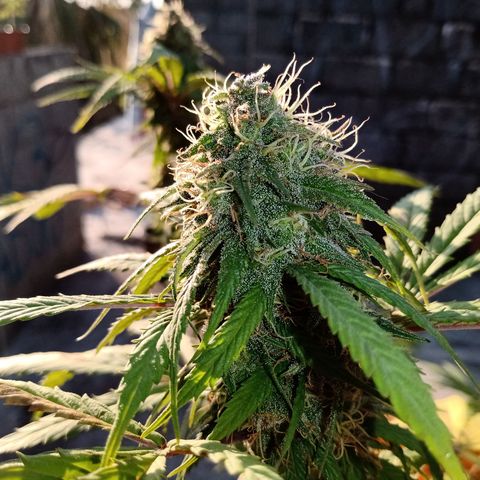 MK 1 growlog timeline photo