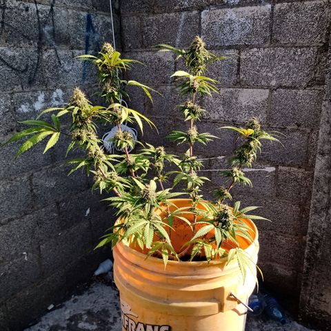 MK 1 growlog timeline photo