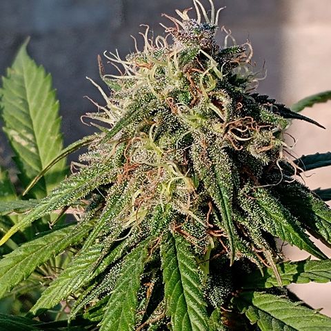 MK 1 growlog timeline photo