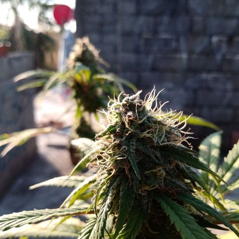 MK 1 growlog timeline photo