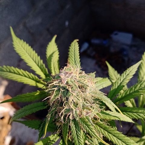 MK 1 growlog timeline photo