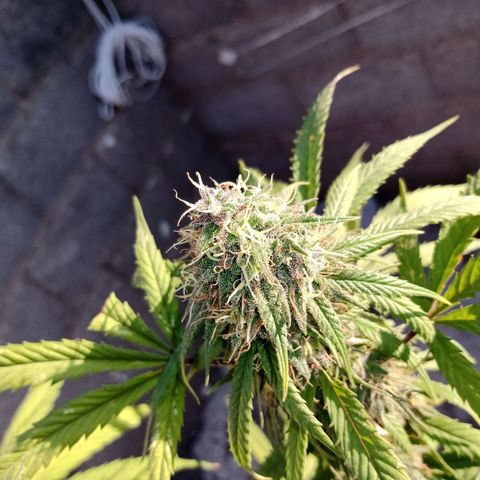 MK 1 growlog timeline photo