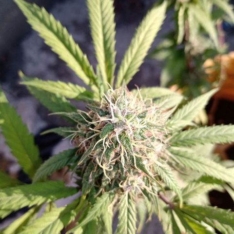 MK 1 growlog timeline photo