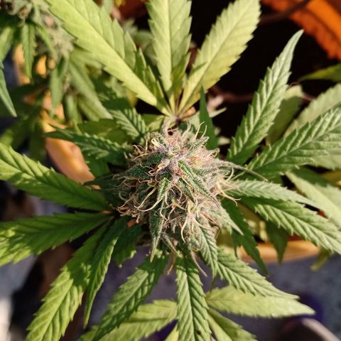 MK 1 growlog timeline photo