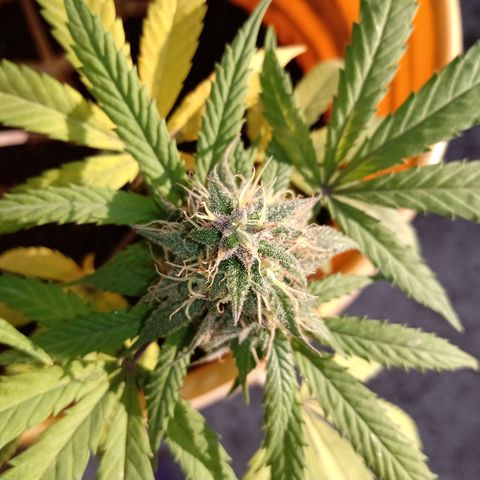 MK 1 growlog timeline photo