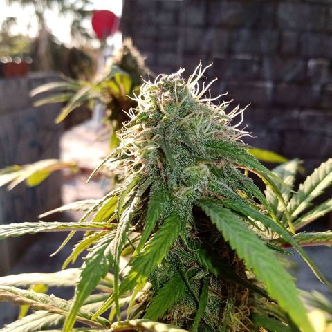MK 1 growlog timeline photo