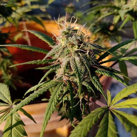MK 1 growlog timeline photo