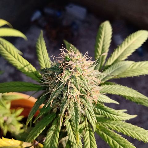 MK 1 growlog timeline photo