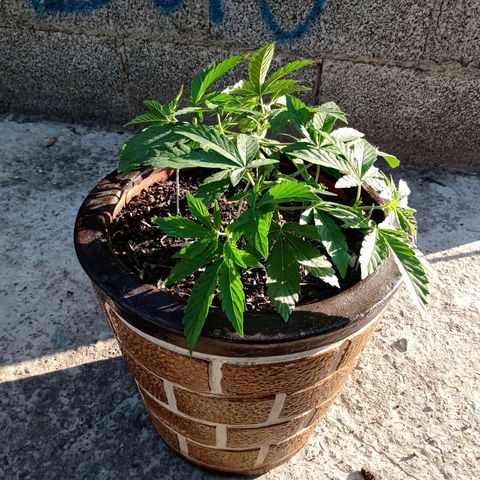 PYK  growlog timeline photo