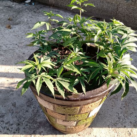 PYK  growlog timeline photo