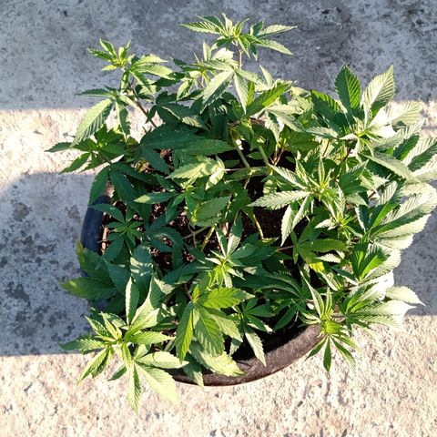 PYK  growlog timeline photo
