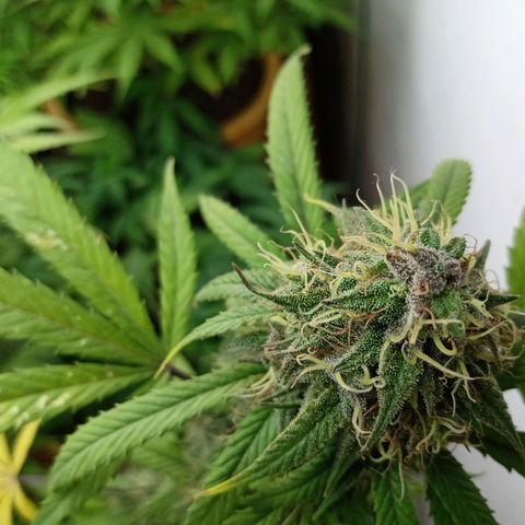 MK 1 growlog timeline photo