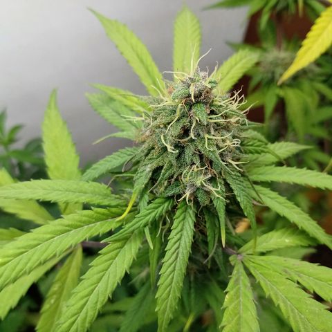 MK 1 growlog timeline photo