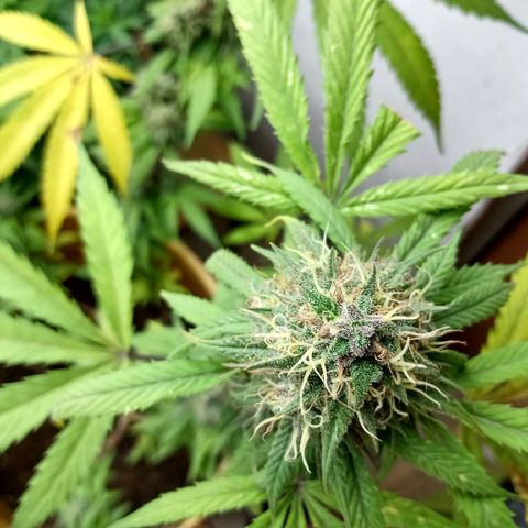MK 1 growlog timeline photo