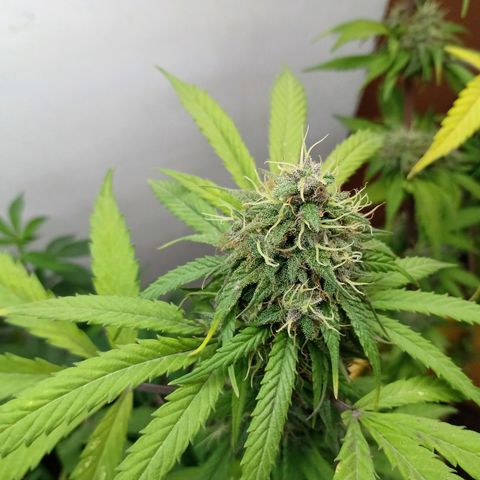 MK 1 growlog timeline photo