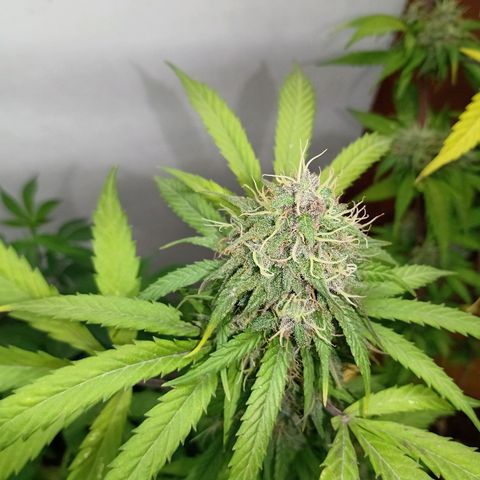MK 1 growlog timeline photo
