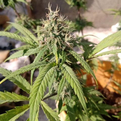 MK 1 growlog timeline photo