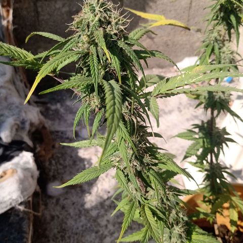 MK 1 growlog timeline photo