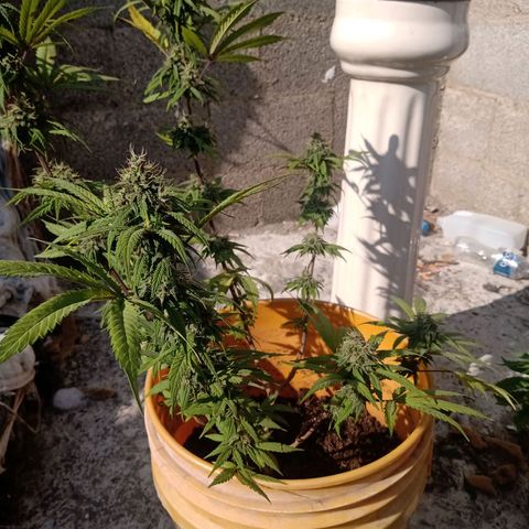 MK 1 growlog timeline photo