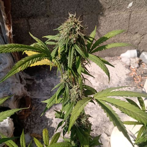 MK 1 growlog timeline photo