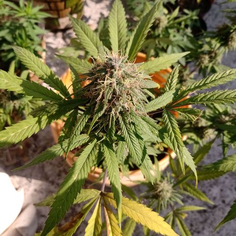 MK 1 growlog timeline photo