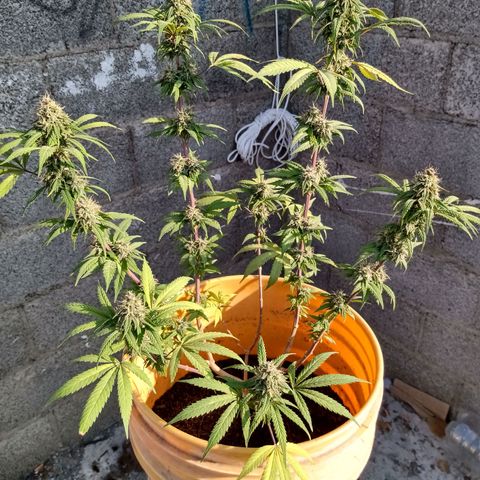 MK 1 growlog timeline photo