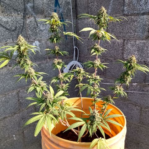 MK 1 growlog timeline photo