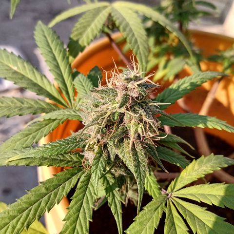 MK 1 growlog timeline photo