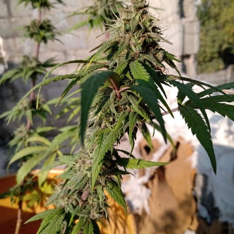 MK 1 growlog timeline photo