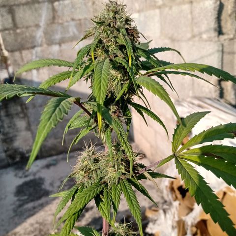 MK 1 growlog timeline photo