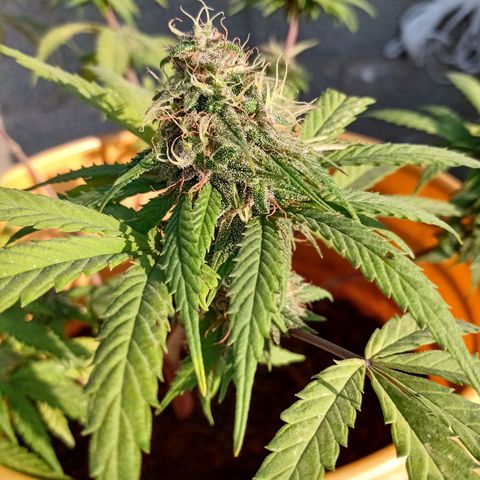 MK 1 growlog timeline photo