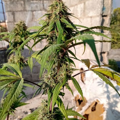 MK 1 growlog timeline photo