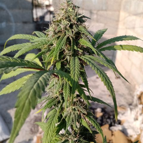 MK 1 growlog timeline photo