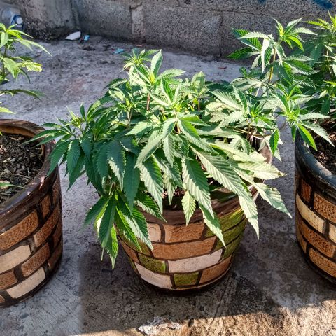 PYK  growlog timeline photo