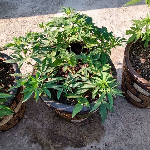 PYK  growlog timeline photo