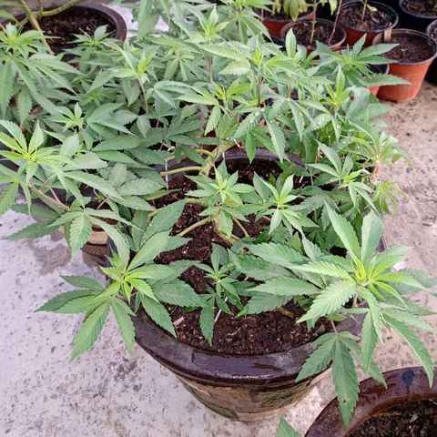 PYK  growlog timeline photo
