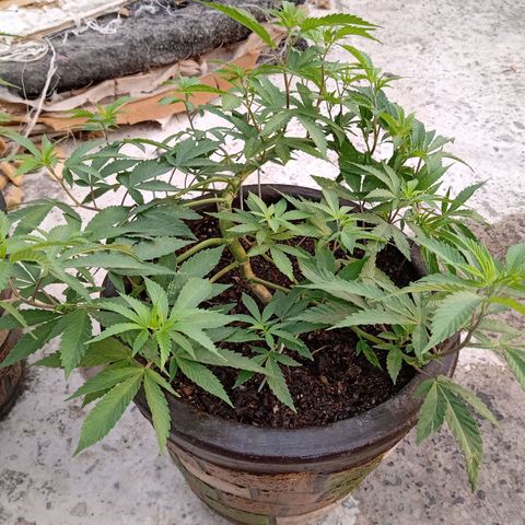 PYK  growlog timeline photo