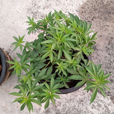 PYK  growlog timeline photo