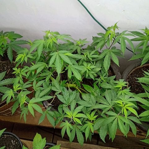 PYK  growlog timeline photo