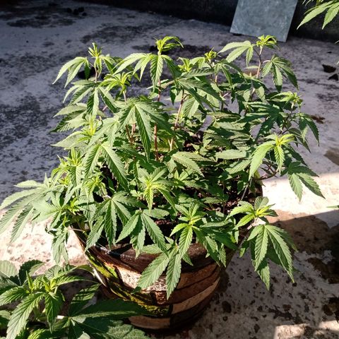 PYK  growlog timeline photo