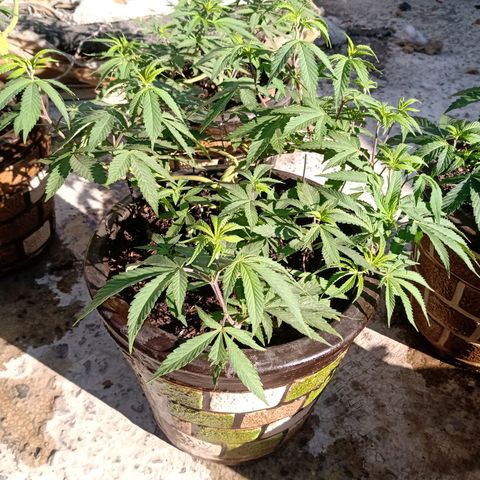 PYK  growlog timeline photo